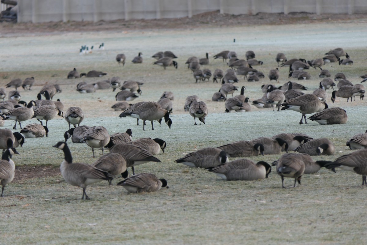 Казарка мала - ML647426844