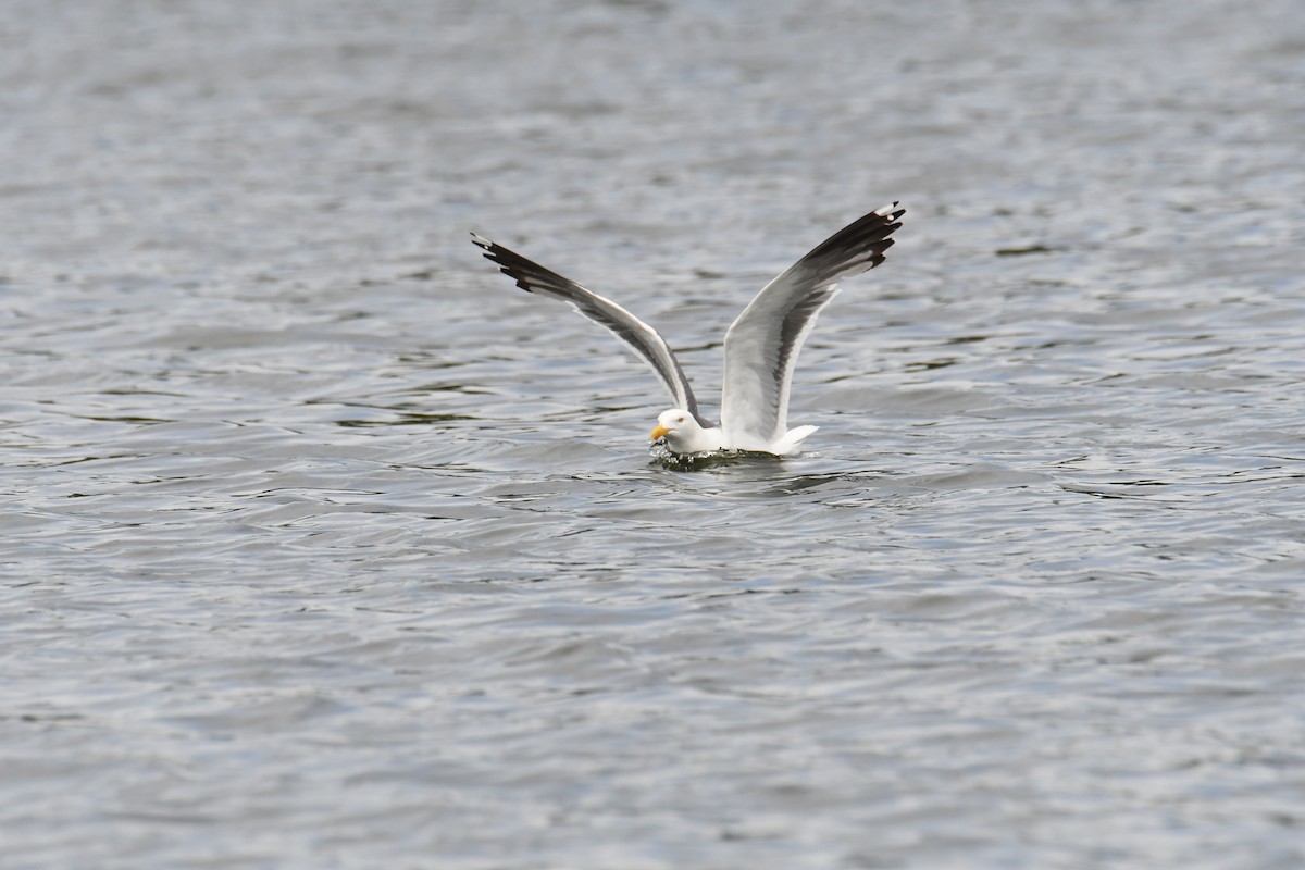 Lesser Black-backed Gull - ML647426846