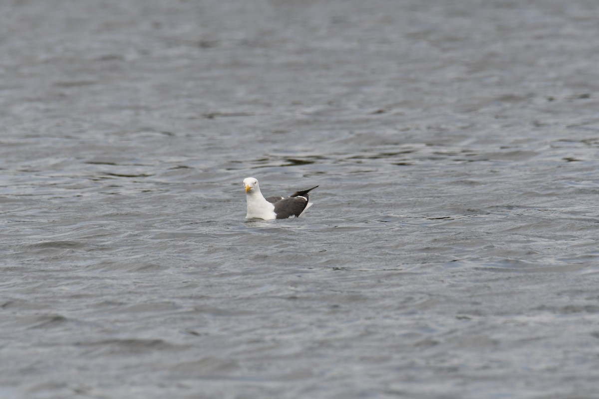 Lesser Black-backed Gull - ML647426847