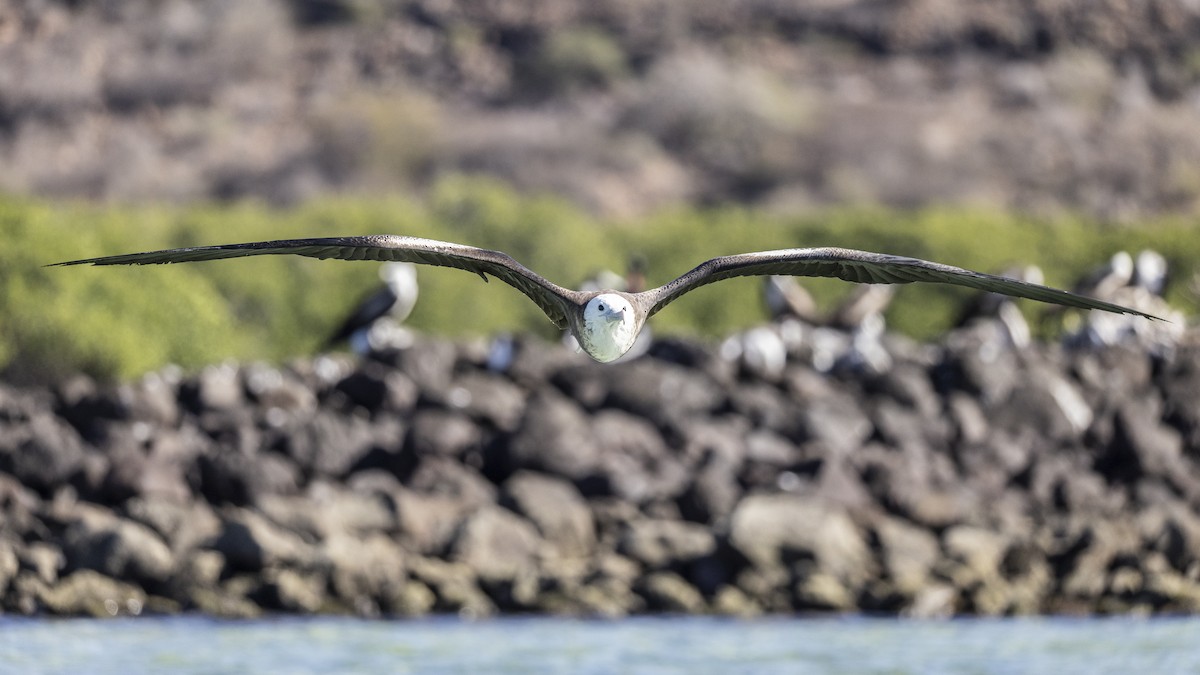 praktfregattfugl - ML647426856