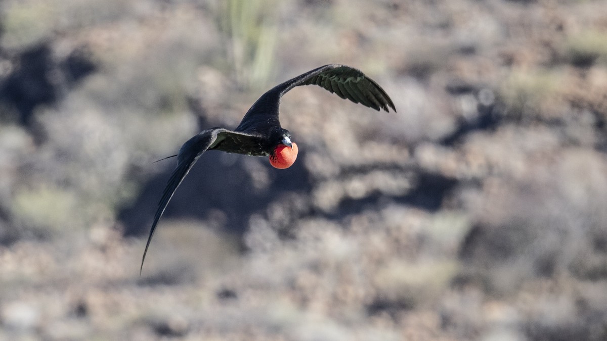 praktfregattfugl - ML647426857