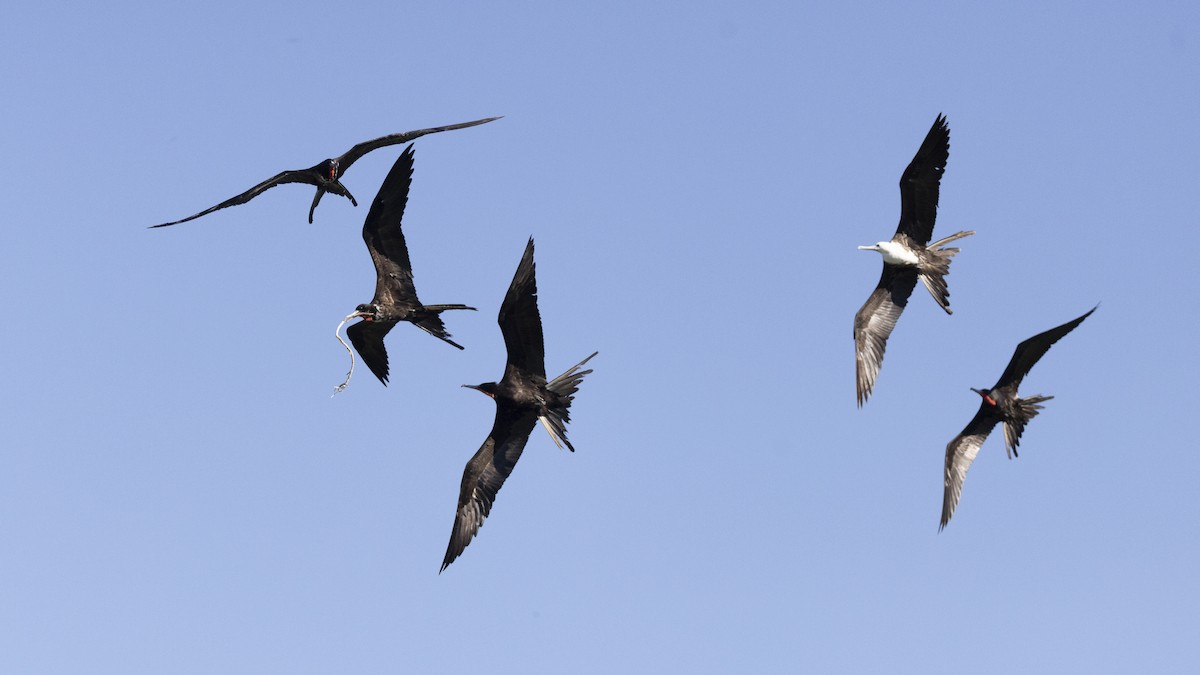 praktfregattfugl - ML647426858