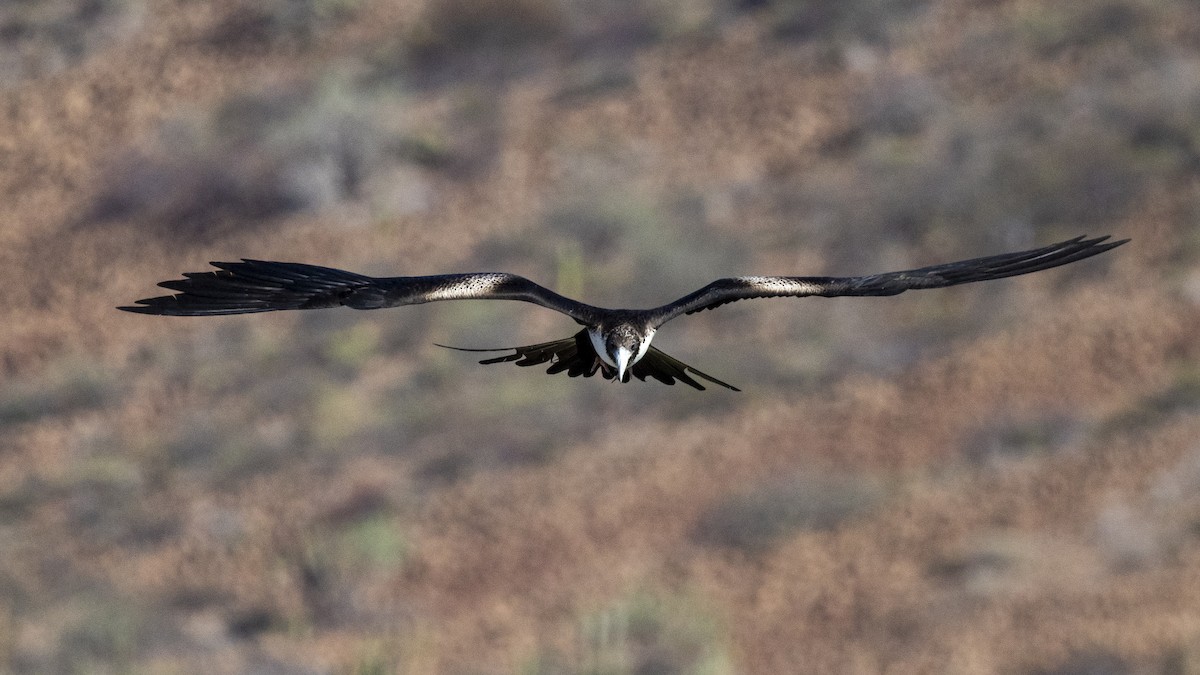 praktfregattfugl - ML647426859