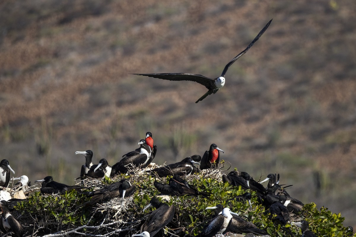 praktfregattfugl - ML647426861