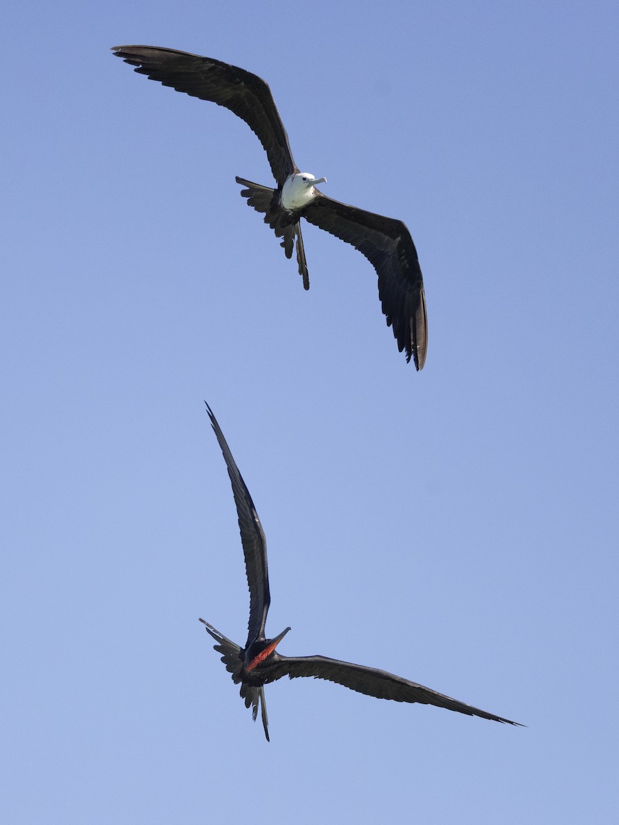 praktfregattfugl - ML647426863