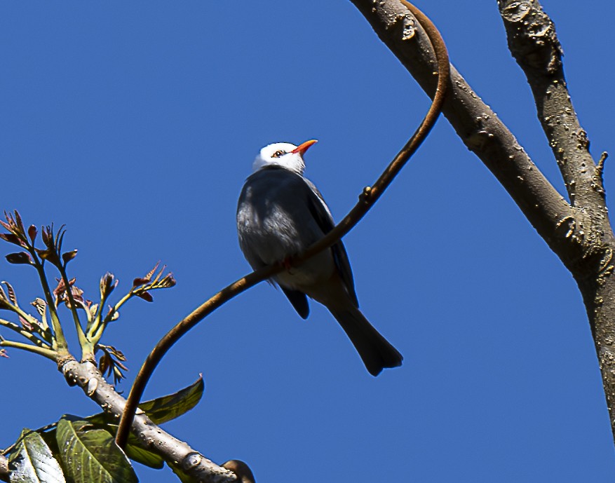 White-headed Bulbul - ML647426884