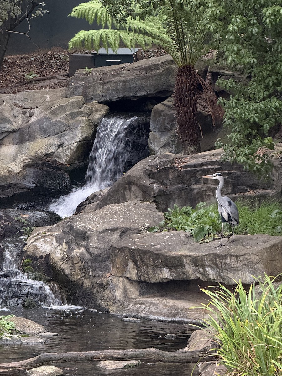 gråhegre - ML647426886