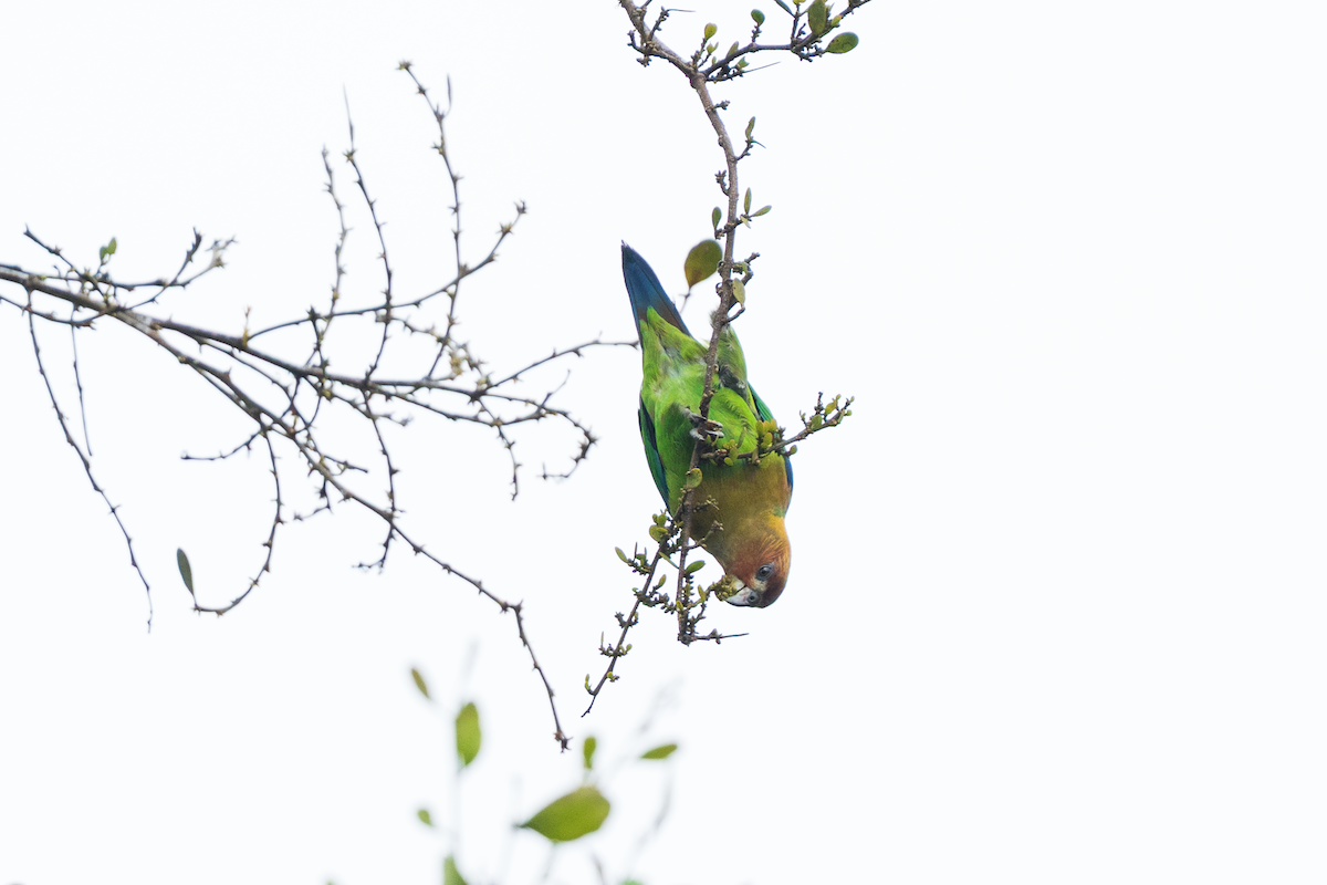 Rusty-faced Parrot - ML647426888