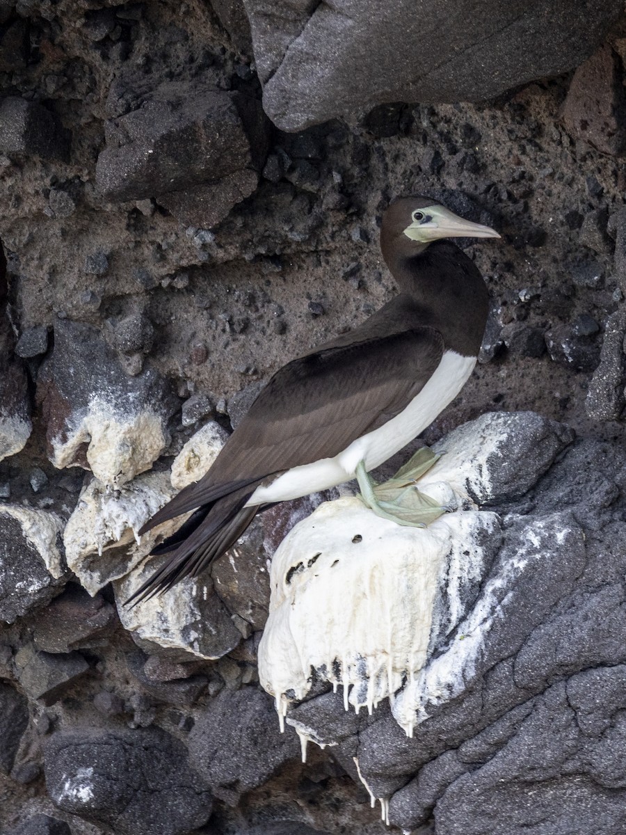 blekhodesule - ML647426895