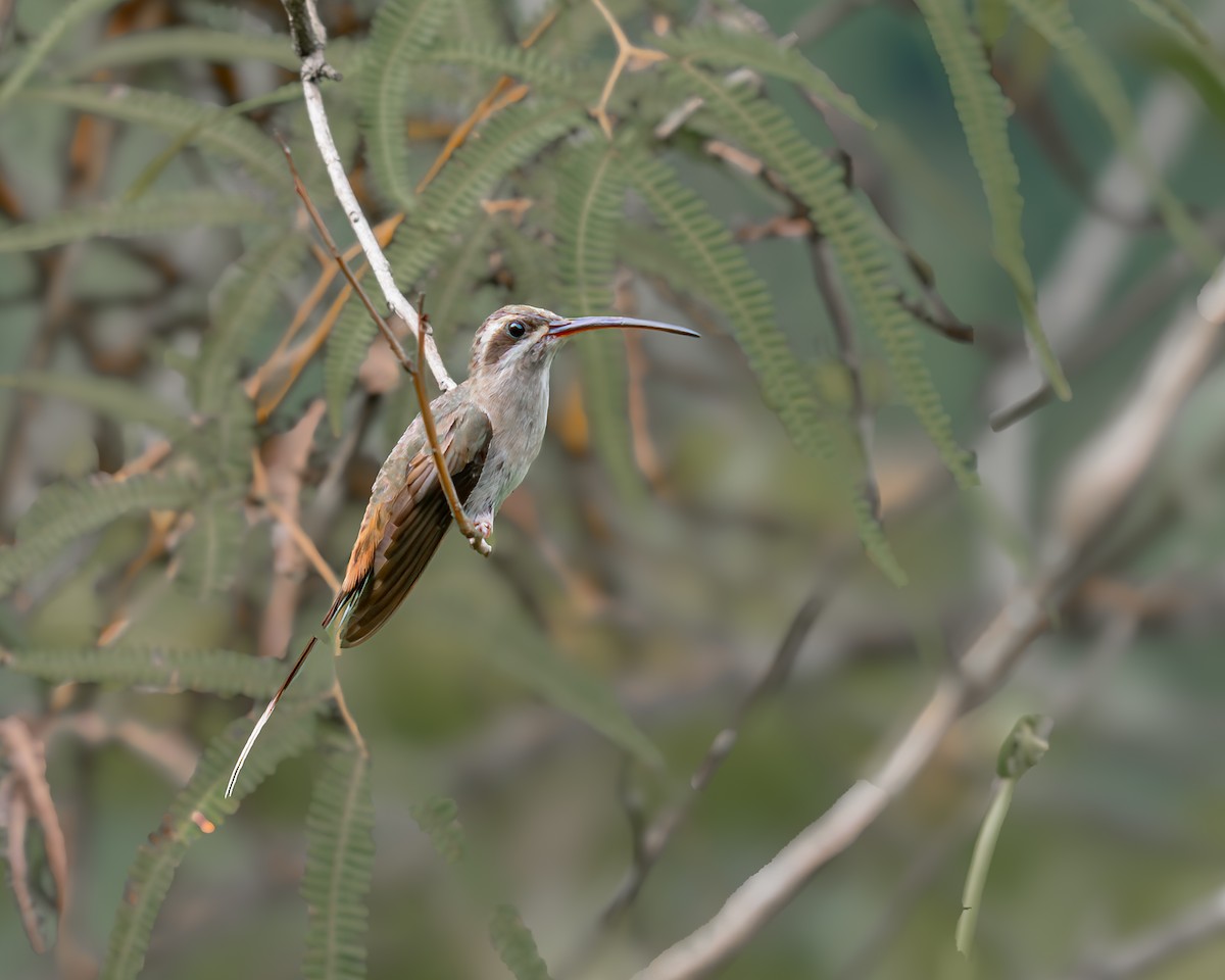 Sooty-capped Hermit - ML647426906