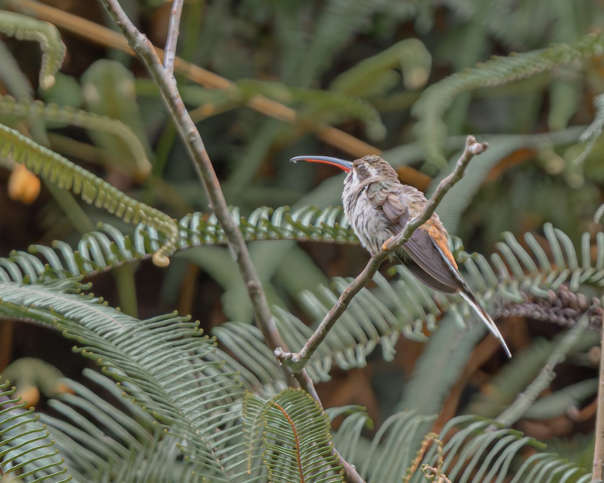 Sooty-capped Hermit - ML647426907