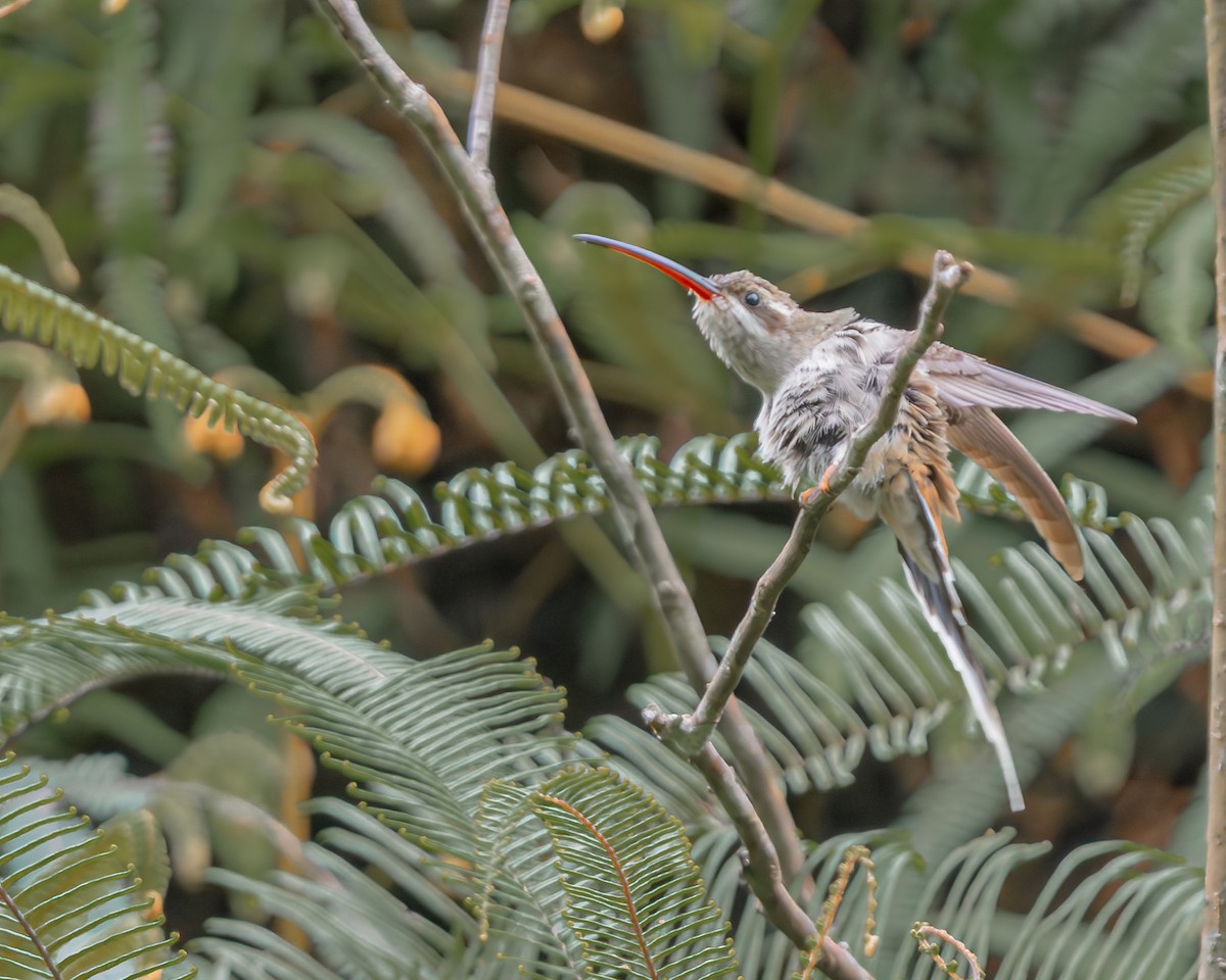 Sooty-capped Hermit - ML647426908