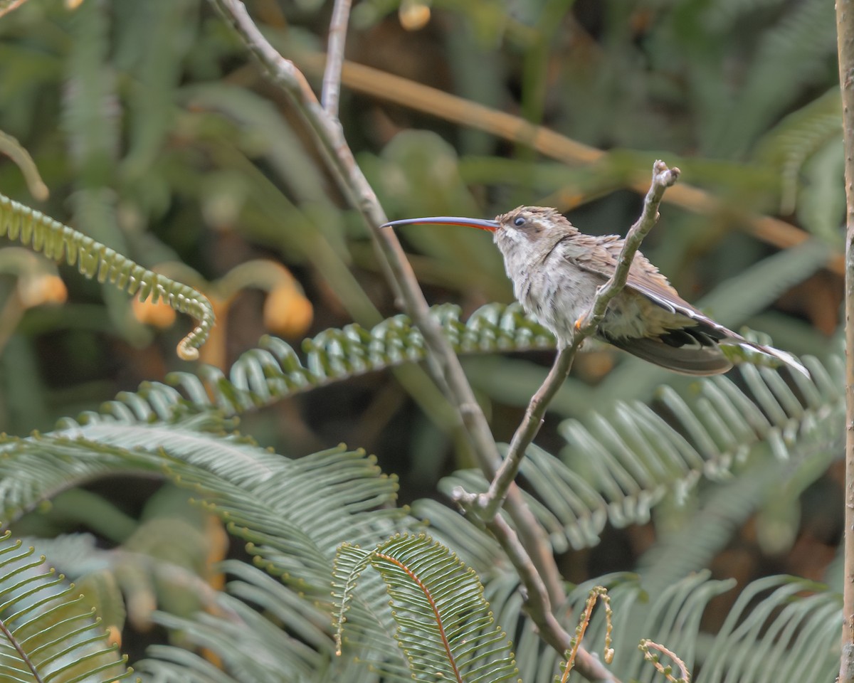Sooty-capped Hermit - ML647426909