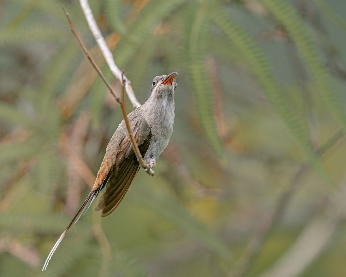 Sooty-capped Hermit - ML647426910