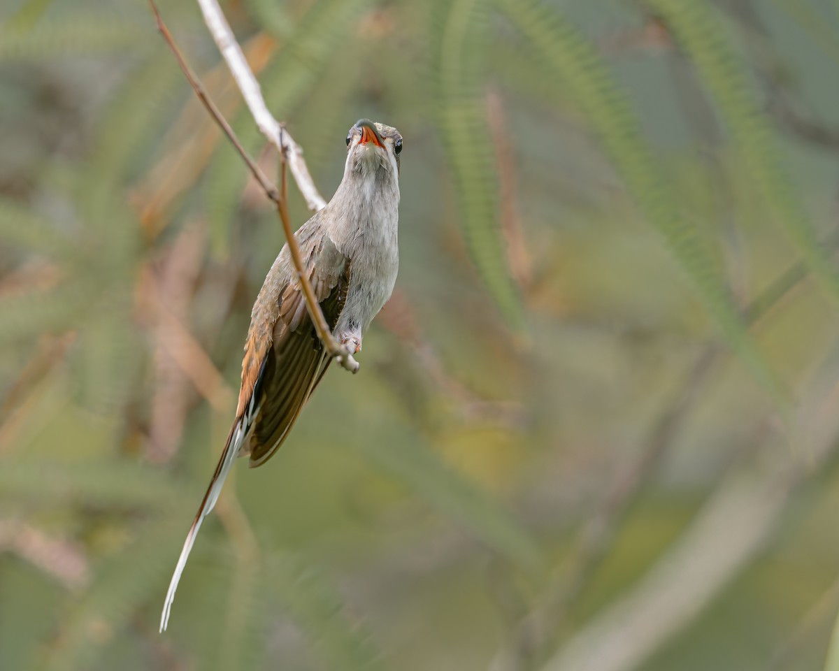 Sooty-capped Hermit - ML647426911