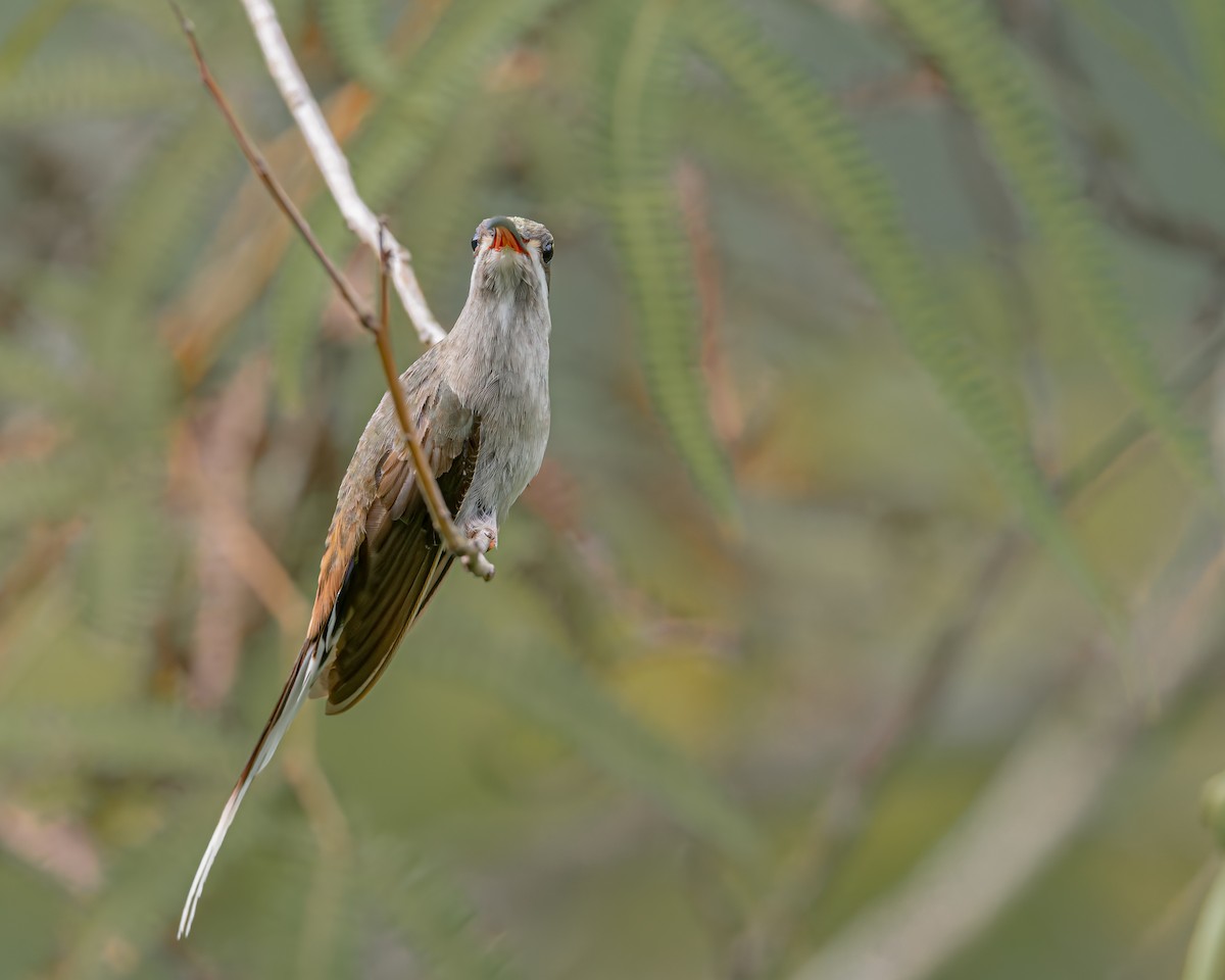Sooty-capped Hermit - ML647426912
