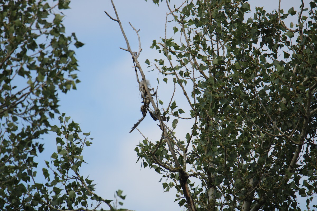 Leş Kargası - ML647426916