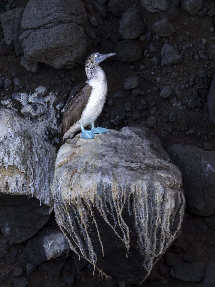 blåfotsule - ML647426917