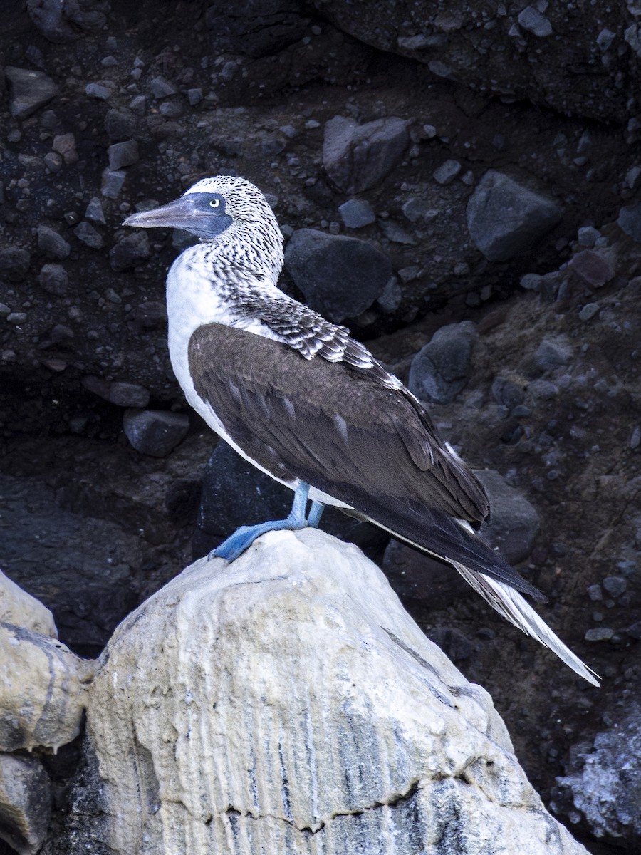 blåfotsule - ML647426918