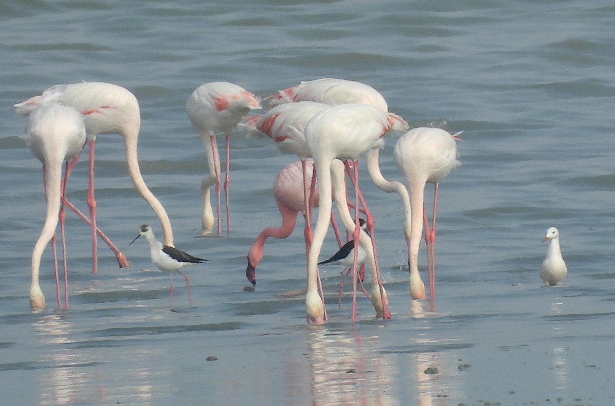 Zwergflamingo - ML647426920