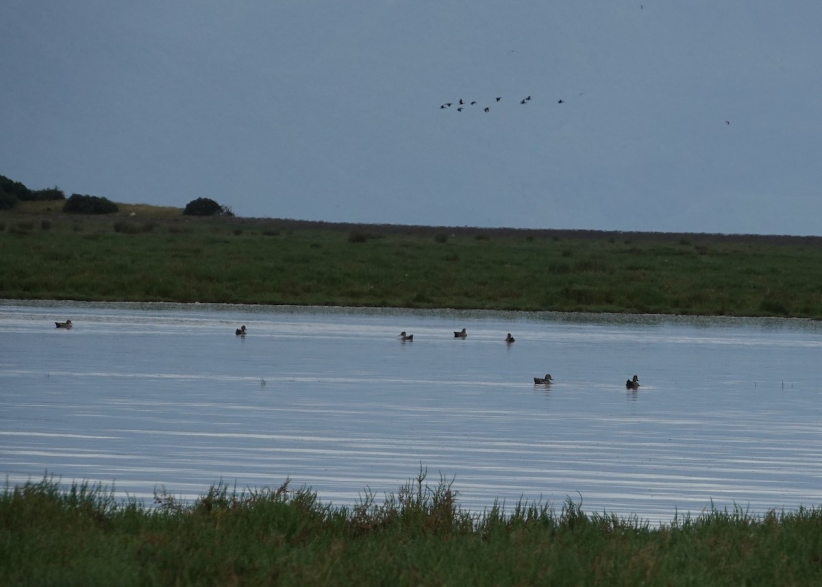 gulnebbstjertand - ML647426930