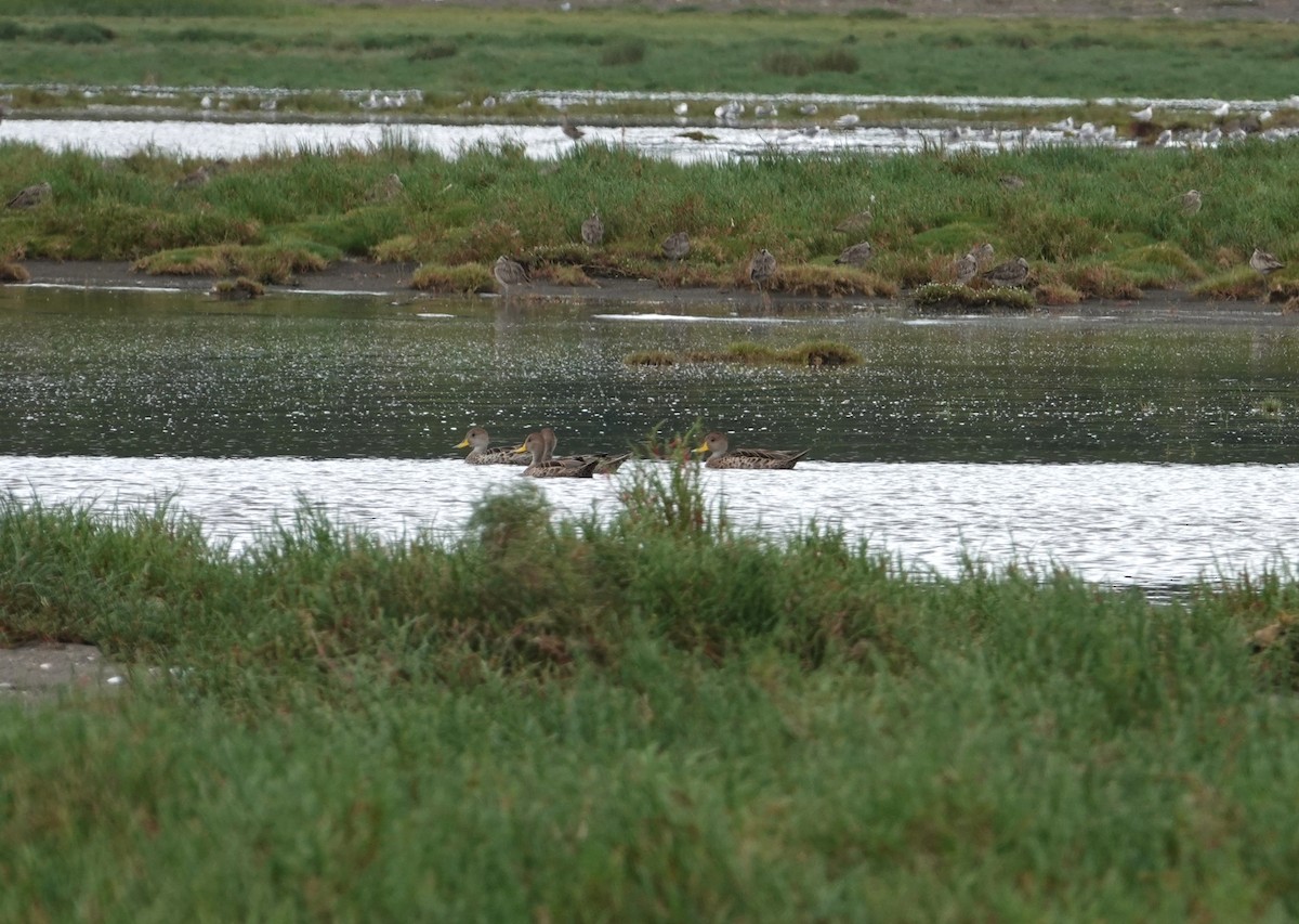 gulnebbstjertand - ML647426932