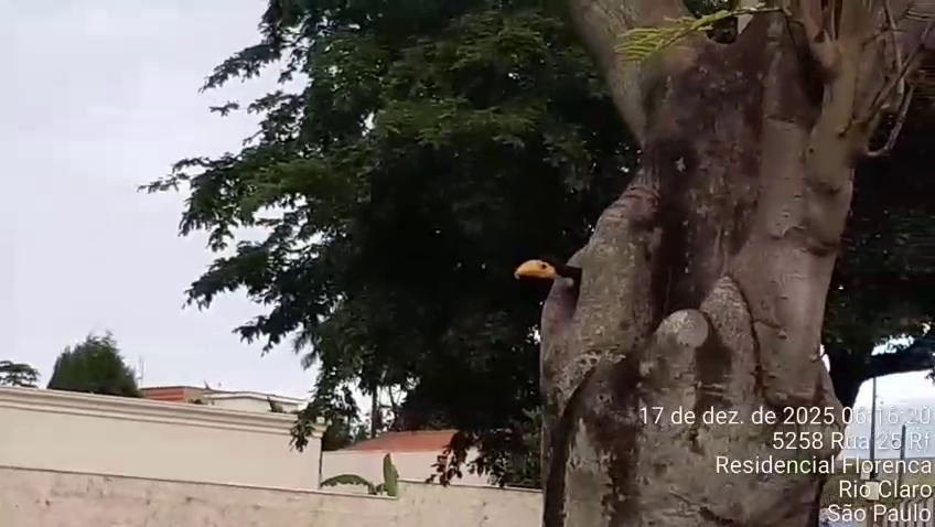 Toco Toucan - ML647426935