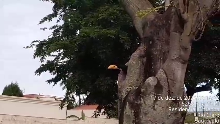 Toco Toucan - ML647426936