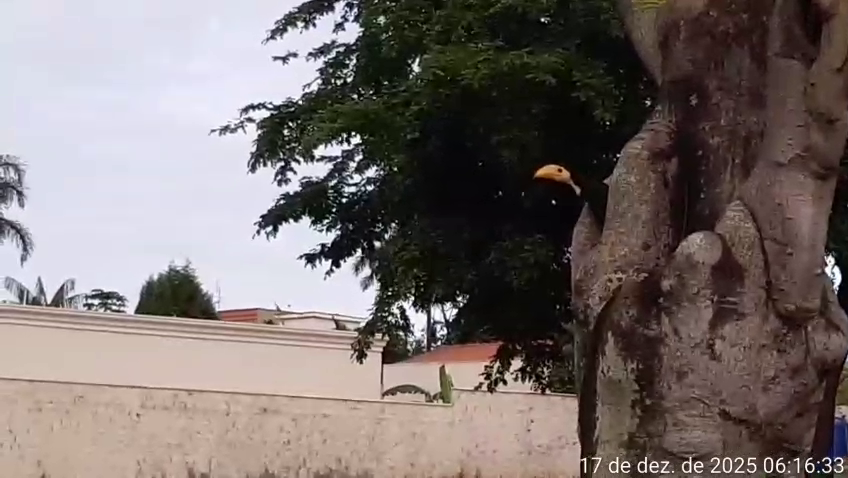 Toco Toucan - ML647426937