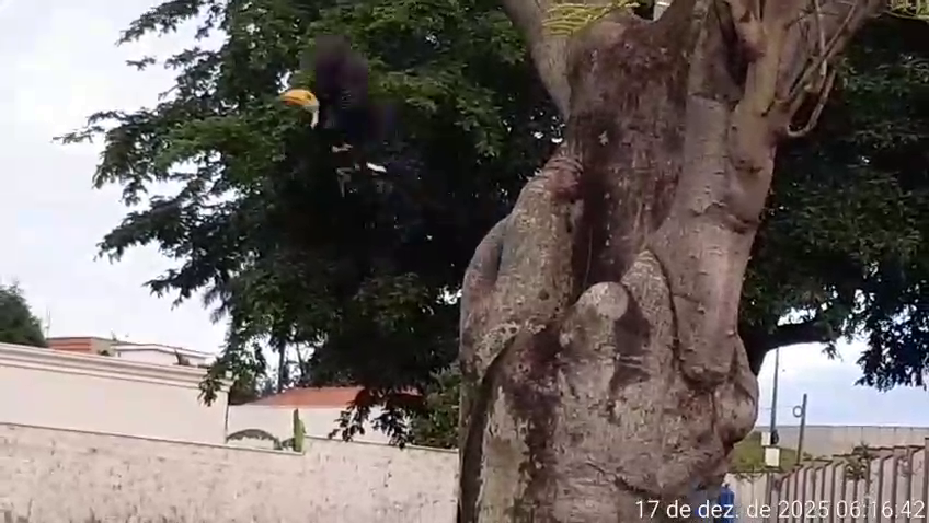 Toco Toucan - ML647426938