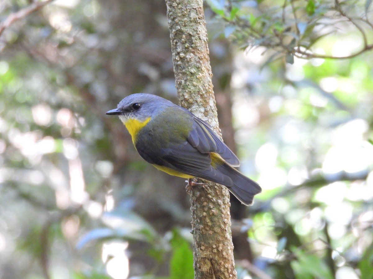 Eastern Yellow Robin - ML647426940