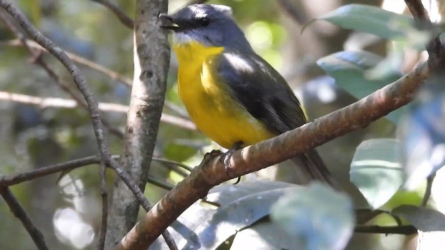 Eastern Yellow Robin - ML647426944