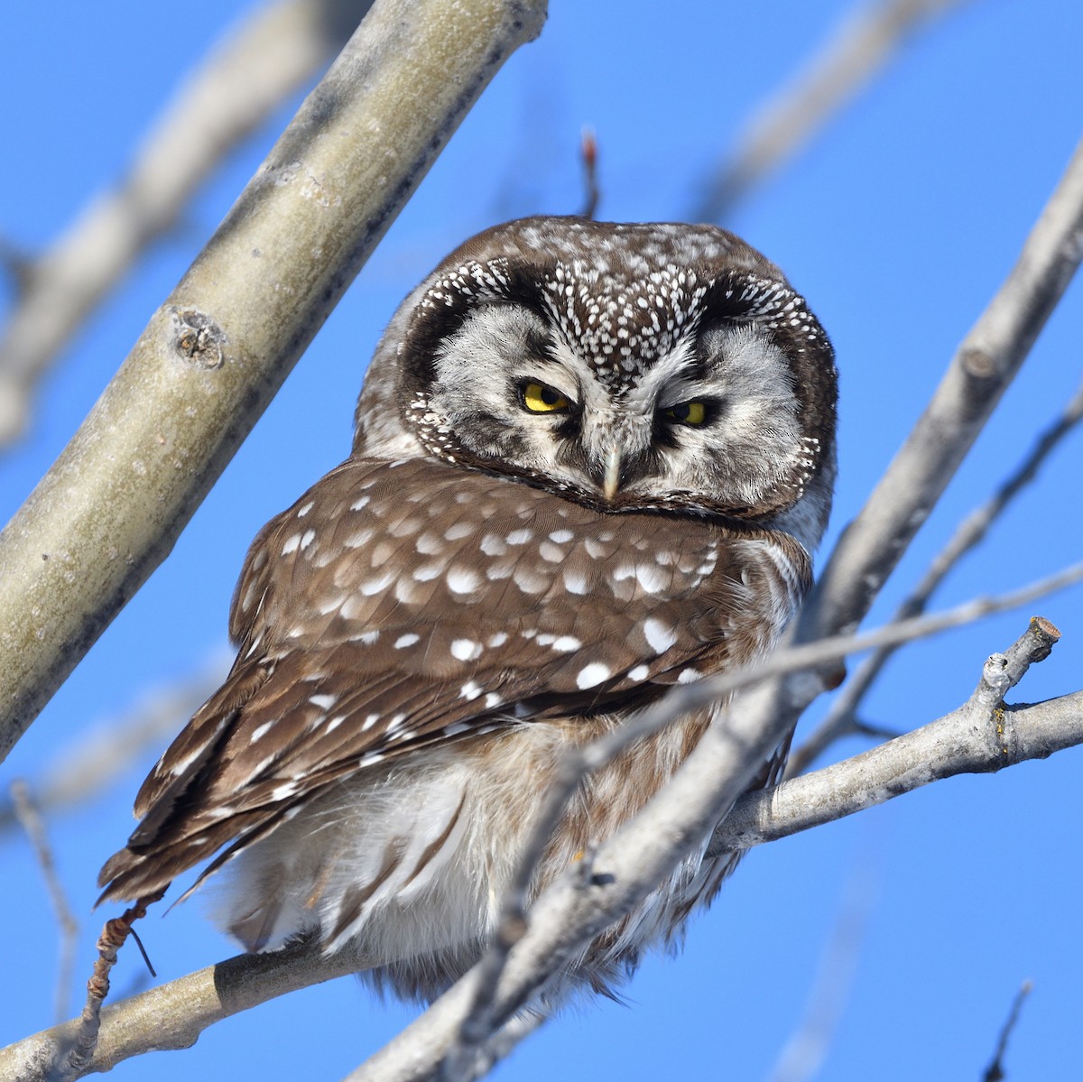 Mochuelo Boreal - ML647426952