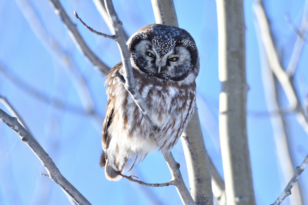 Mochuelo Boreal - ML647426953