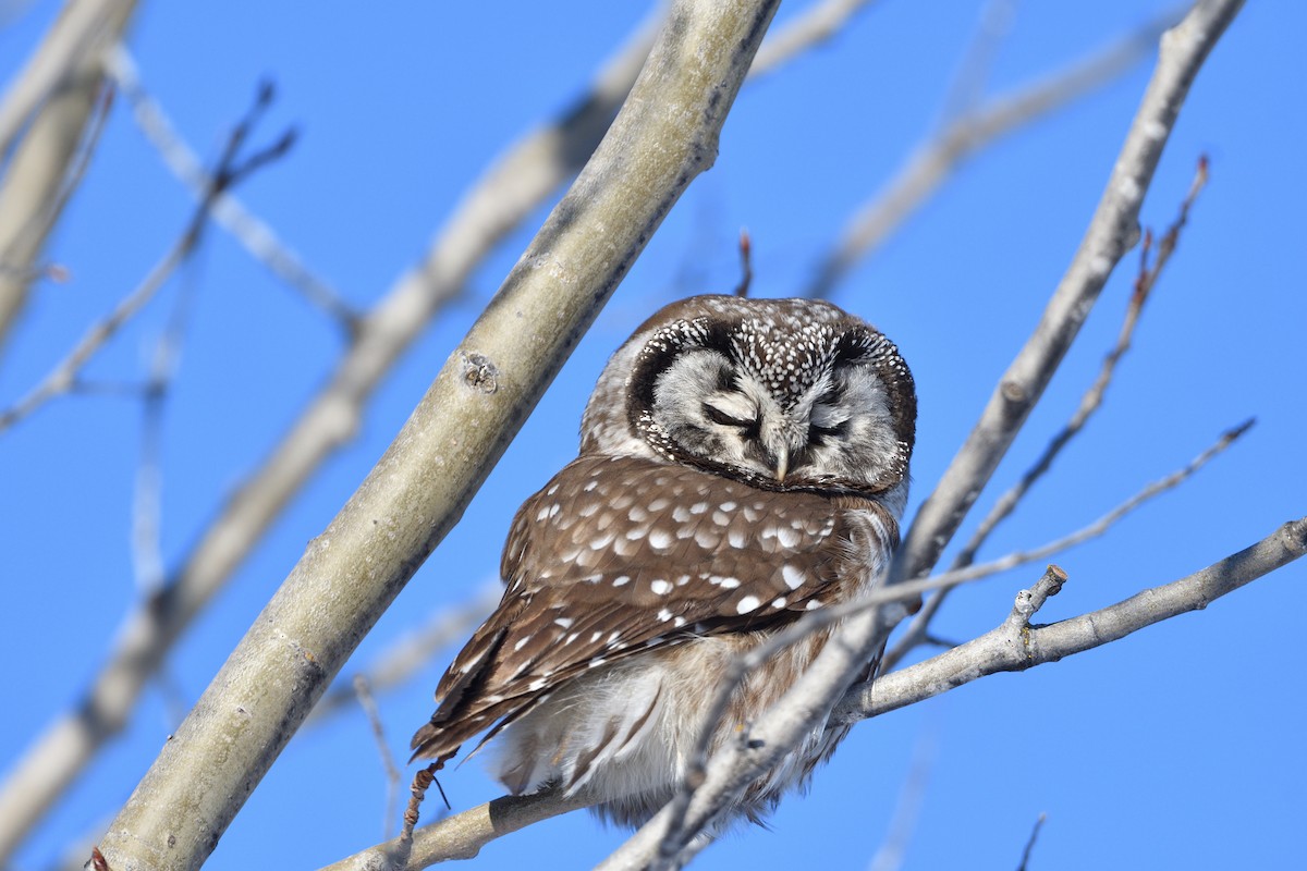 Mochuelo Boreal - ML647426954