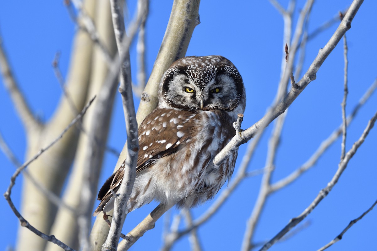 Mochuelo Boreal - ML647426955