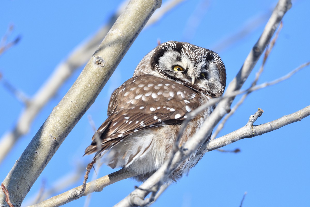 Mochuelo Boreal - ML647426956