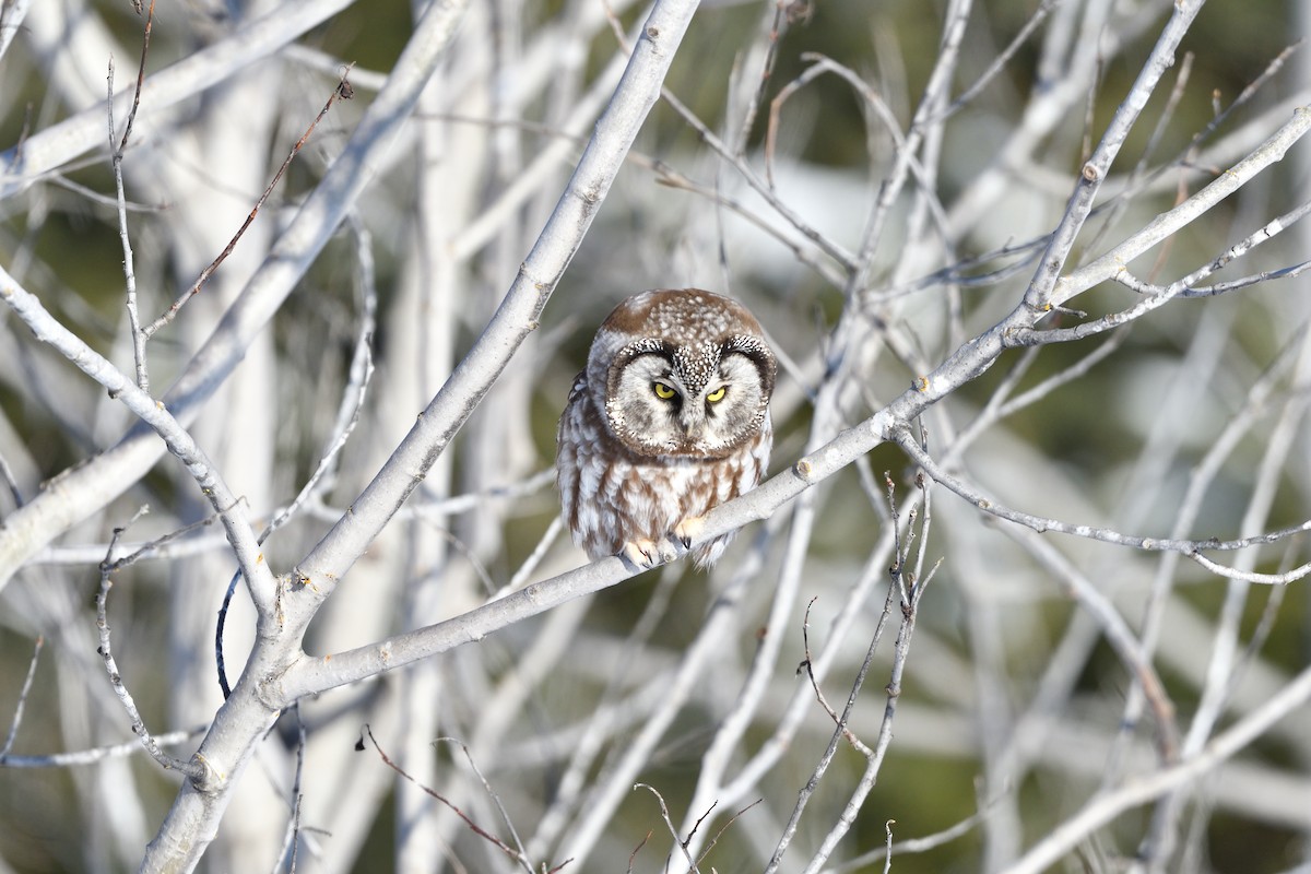 Mochuelo Boreal - ML647426957