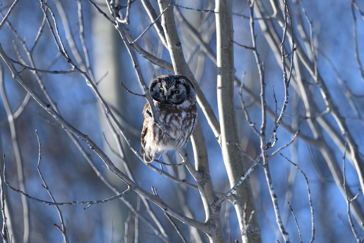 Mochuelo Boreal - ML647426958