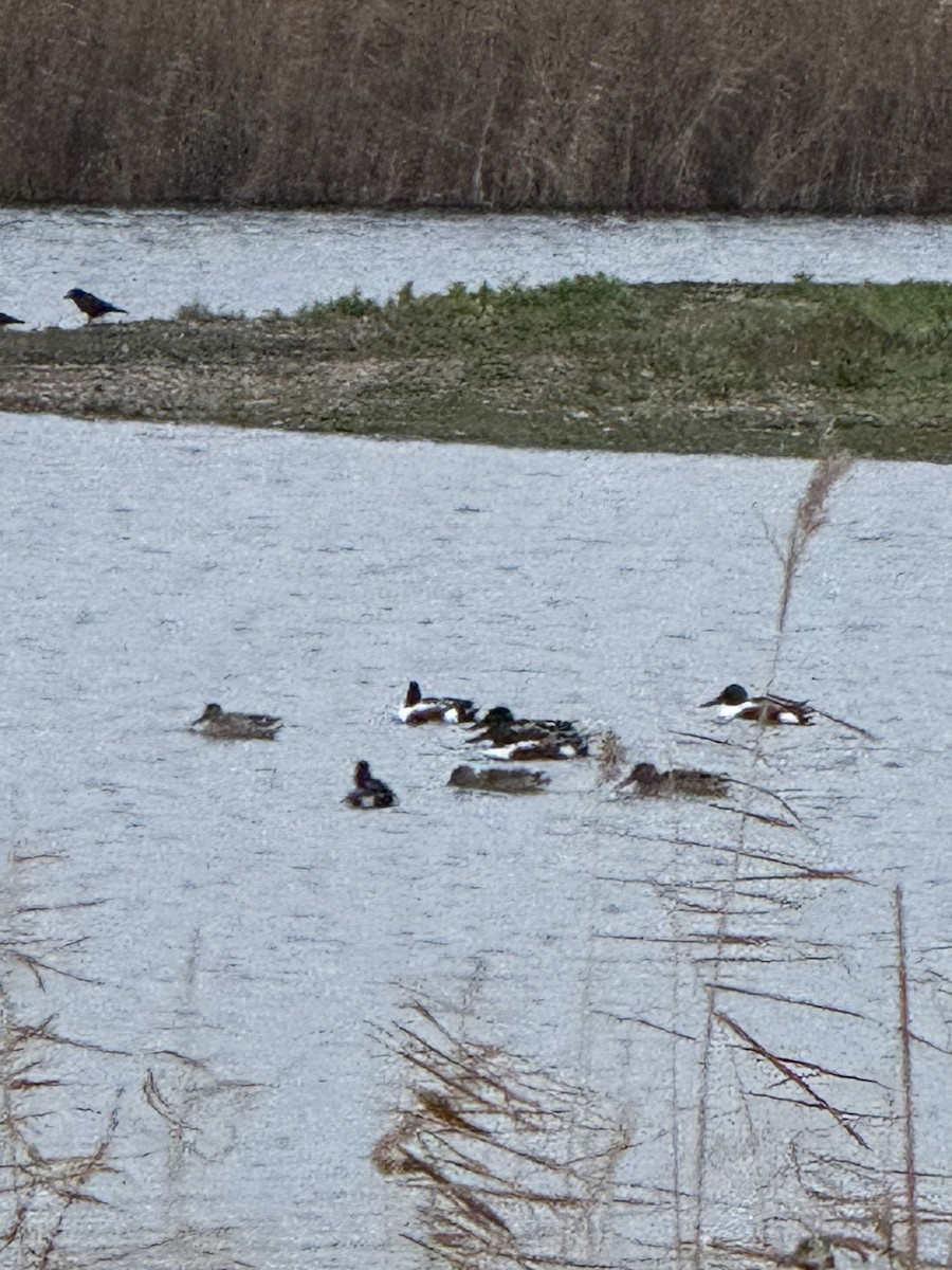 skjeand - ML647426968