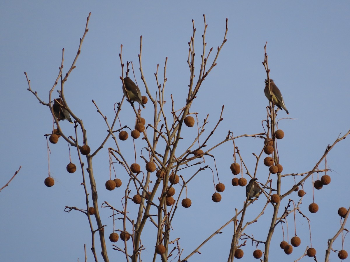 Buztanori amerikarra - ML647426995