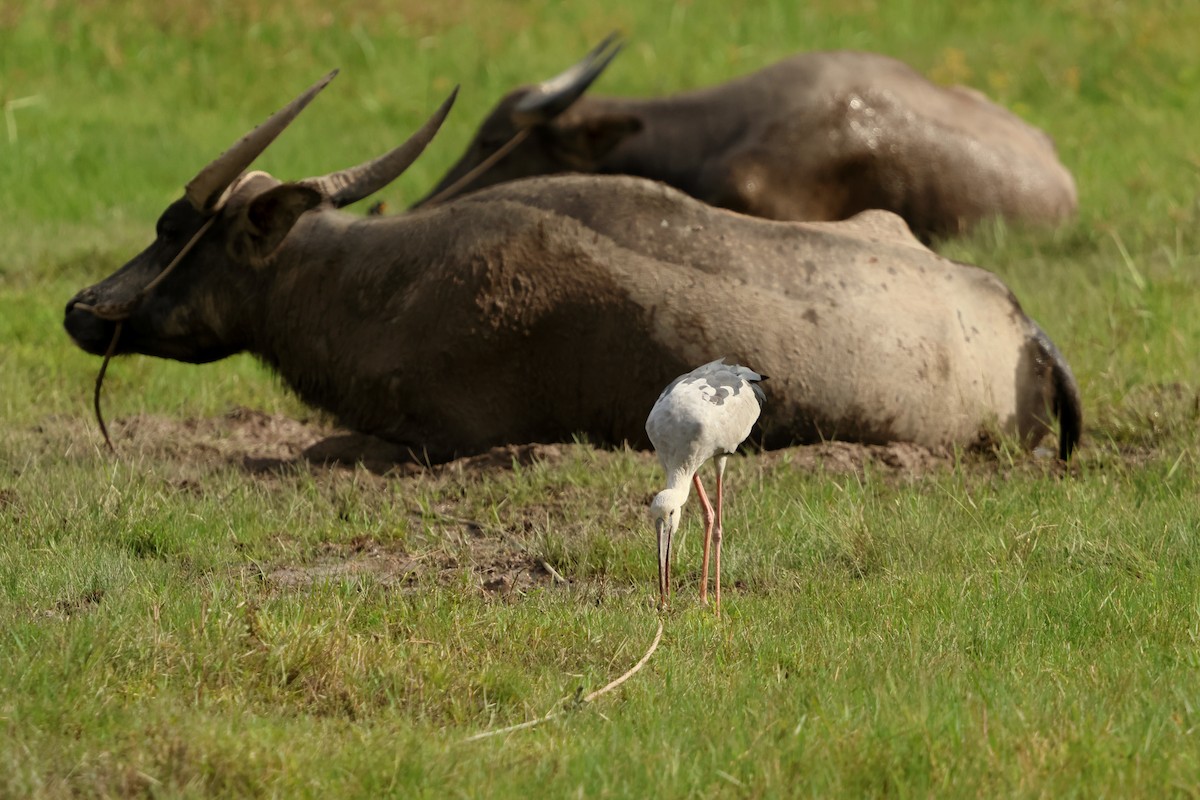 Asian Openbill - ML647427019