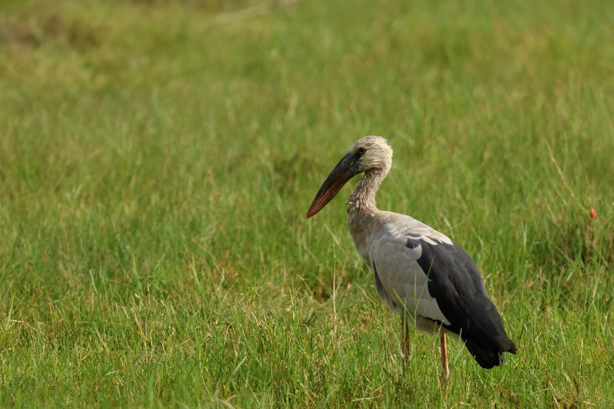 Asian Openbill - ML647427033