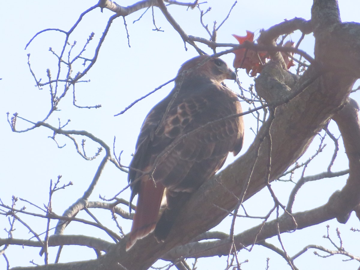 Red-tailed Hawk - ML647427044