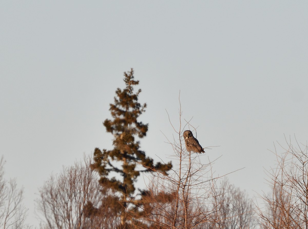 Cárabo Lapón - ML647427050