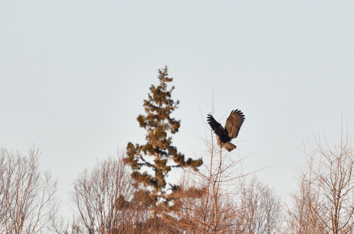 Cárabo Lapón - ML647427051