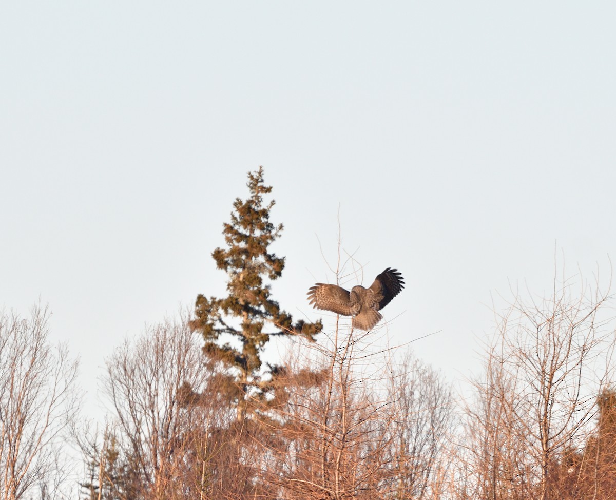 Cárabo Lapón - ML647427052