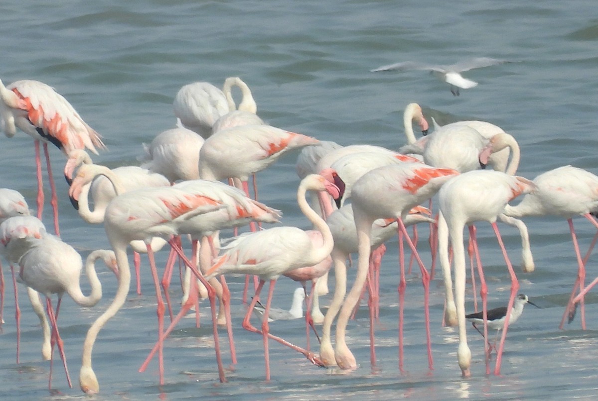 Flamant rose - ML647427056