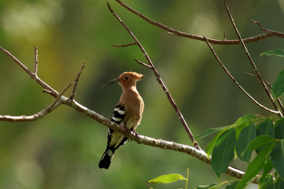 Common Hoopoe - ML647427060
