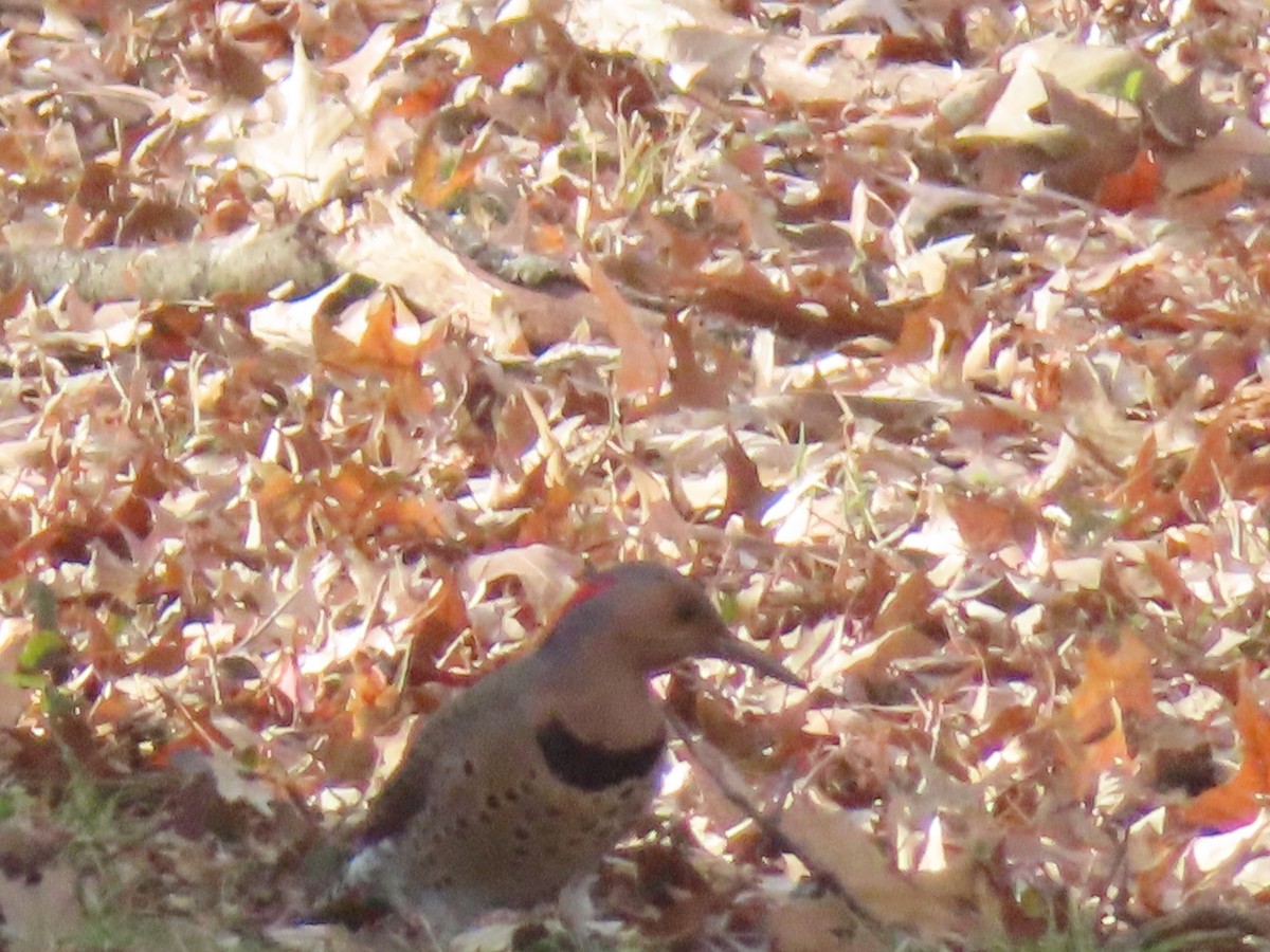 נקר צפון-אמריקני - ML647427062